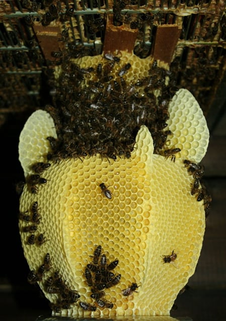 studio_libertiny_made_by_bees_honeycomb_vase_4_preview2.jpg