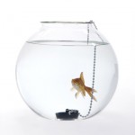 Fish-Bowls-by-Roger-Arquer