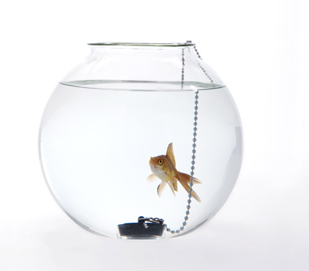 web-fishbowl-dont-piss-me-off.jpg