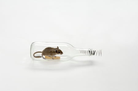 mouse-in-a-bottle-2-web.jpg