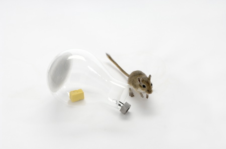 mouse-in-a-lightbulb-1-web.jpg