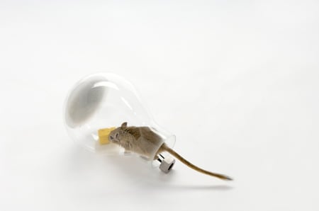 mouse-in-a-lightbulb-3-web.jpg