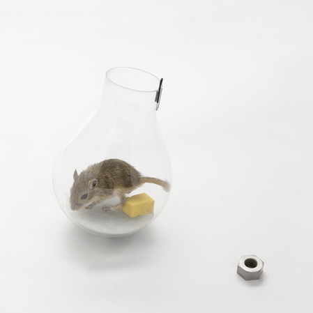 mouse-in-a-lightbulb_sq.jpg