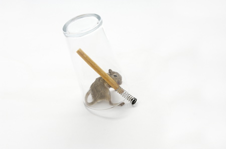 trampas caseras para ratas y ratones