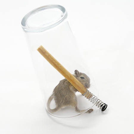 mouse-in-a-pint-1-web_sq.jpg
