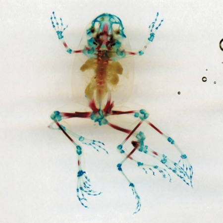 1-water-deformed-amphibian-dfa-19-io-brandon-ballengee-2001-to-08.jpg
