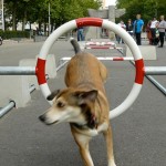 squ-dogs-at-droog-citydog-3