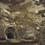 Cherry Tree by Tom Price