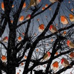 ROBINS-W
