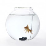 Fish Bowls by Roger Arquer