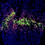 "Printed human tissues are ten years away"