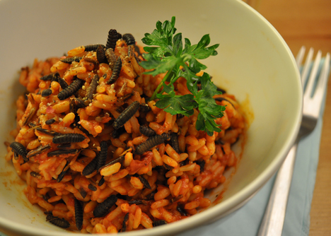 Larvae and tomato risotto by Katharina Unger