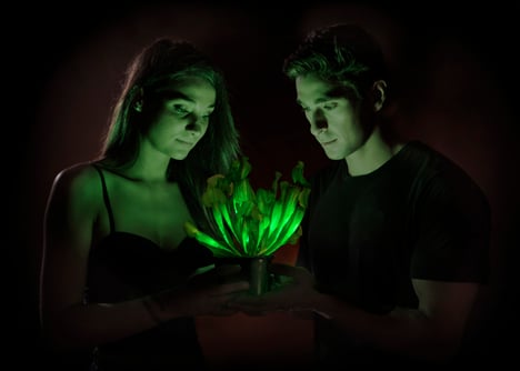 American firm genetically engineers world's first glow-in-the-dark plant