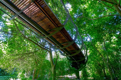 The Boomslang canopy walkway by Mark Thomas and Henry Fagan