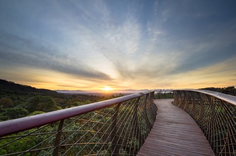 The Boomslang canopy walkway by Kirsten Bosch