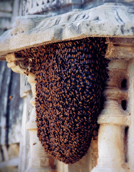 Bees printing concrete by John Becker and Geoff Manaugh