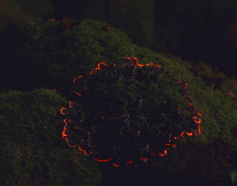 Bioluminescent-Forest-by-Tarek-Mawad-and-Friedrich-van-Schoor_dezeen_468_7