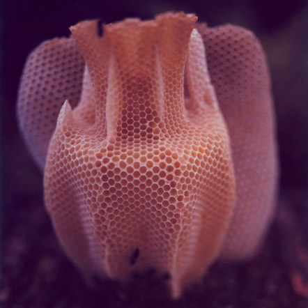 The Honeycomb Vase 2007 by Studio Libertiny