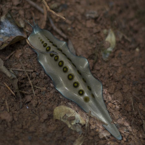 Bioremediating synthetic slug by Alexandra Daisy Ginsberg