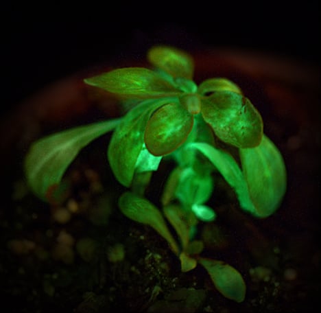 American firm genetically engineers world's first glow-in-the-dark plant