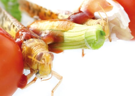 Entomo website design promotes insects as food