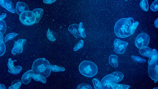 The element luciferin allows jellyfish to emit light  . Image: Shutterstock 