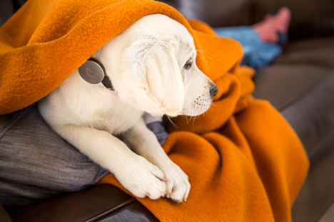 Dog wearable technology by FitBit