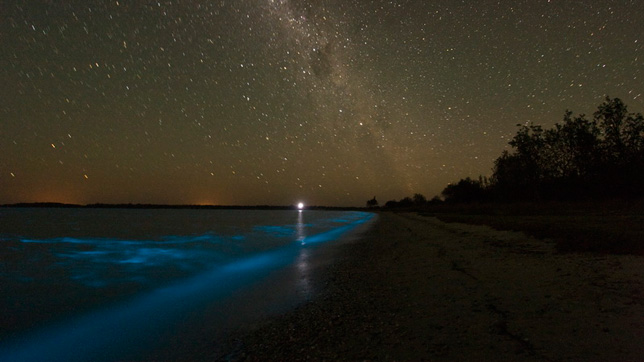 Bioluminescent bacteria in the sea