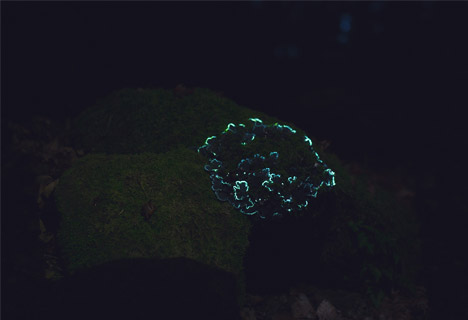 Bioluminescent Forest by Tarek Mawad and Friedrich van Schoor