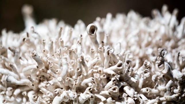 Fruiting mycelium by Officina Corpuscoli
