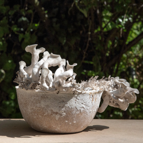 Bowl made out of mycelium by Officina Corpuscoli