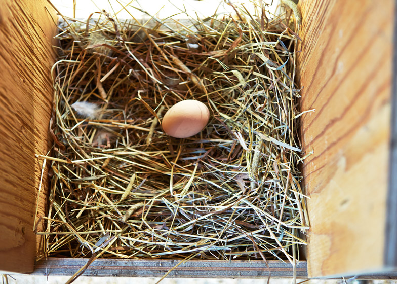К чему снятся яйца куриные в гнезде. Куриные гнезда. Гнезда для кур. Яйца в курятнике. Куры в гнезде.