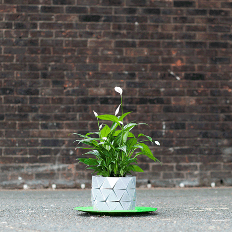 Begum and Bike Ayaskan's Growth plant pot expands with its occupant