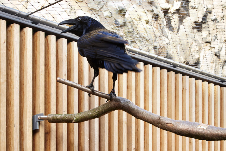 Ravens' enclosure by Llowarch Llowarch Architects