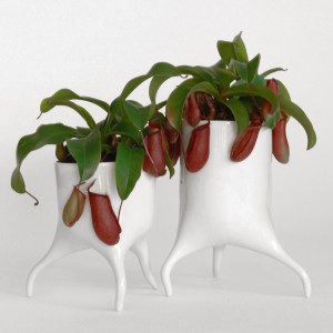 The-Carnivora-plant-pots_Tim-Van-de-Weerd_Dutch-Design-Week-2015_dezeen_sq-300x300.jpg