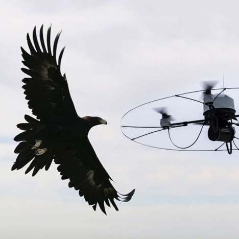 Metropolitan Police considering using eagles to tackle rogue drones