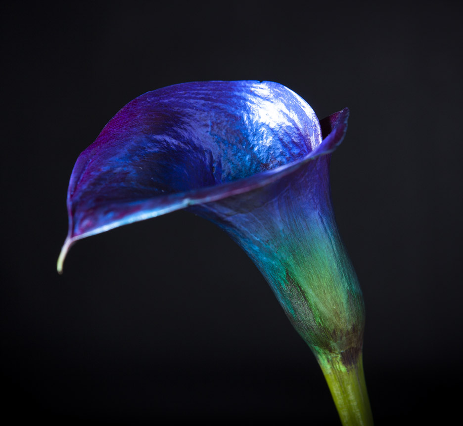 Bompas & Parr has developed two forms of colour-changing botanicals