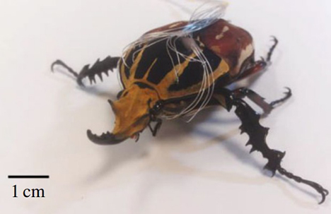 Cyborg beetles by a team from Nanyang Technological University in Singapore and the University of California Berkley