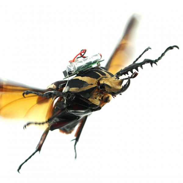 Swarms Of Cyborg Insects Could Be Used To Map Dangerous Environments 