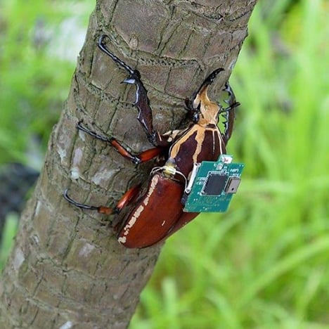 Cyborg beetles by a team from Nanyang Technological University in Singapore and the University of California Berkley