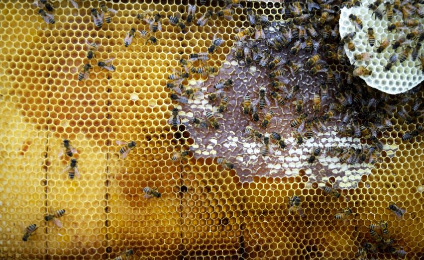 Neri Oxman synthetic apiary