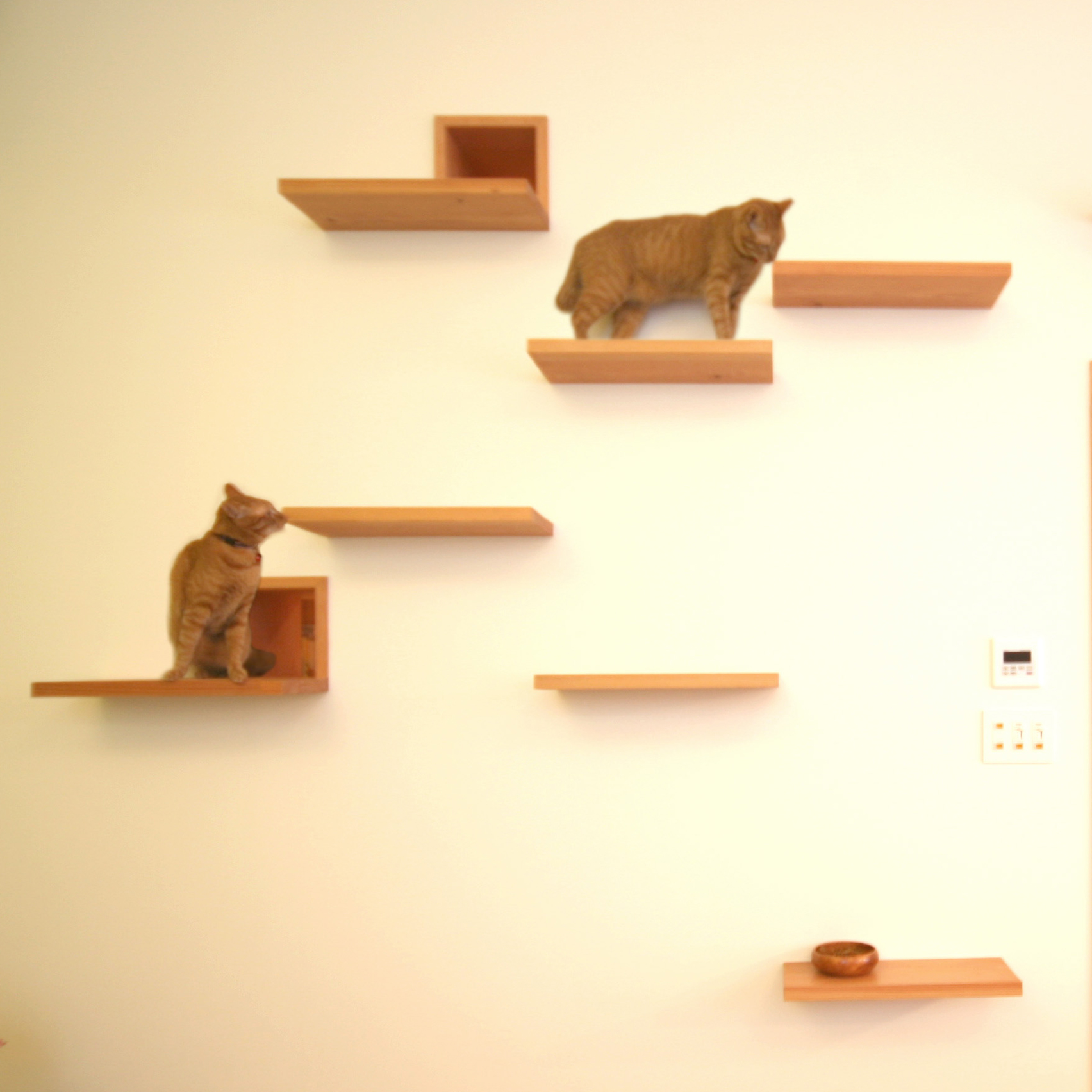 the-cat-house-key-operation-house-archit