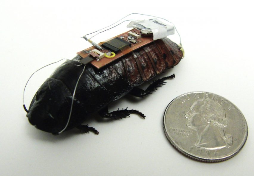 Cyborg insects map out disaster zones