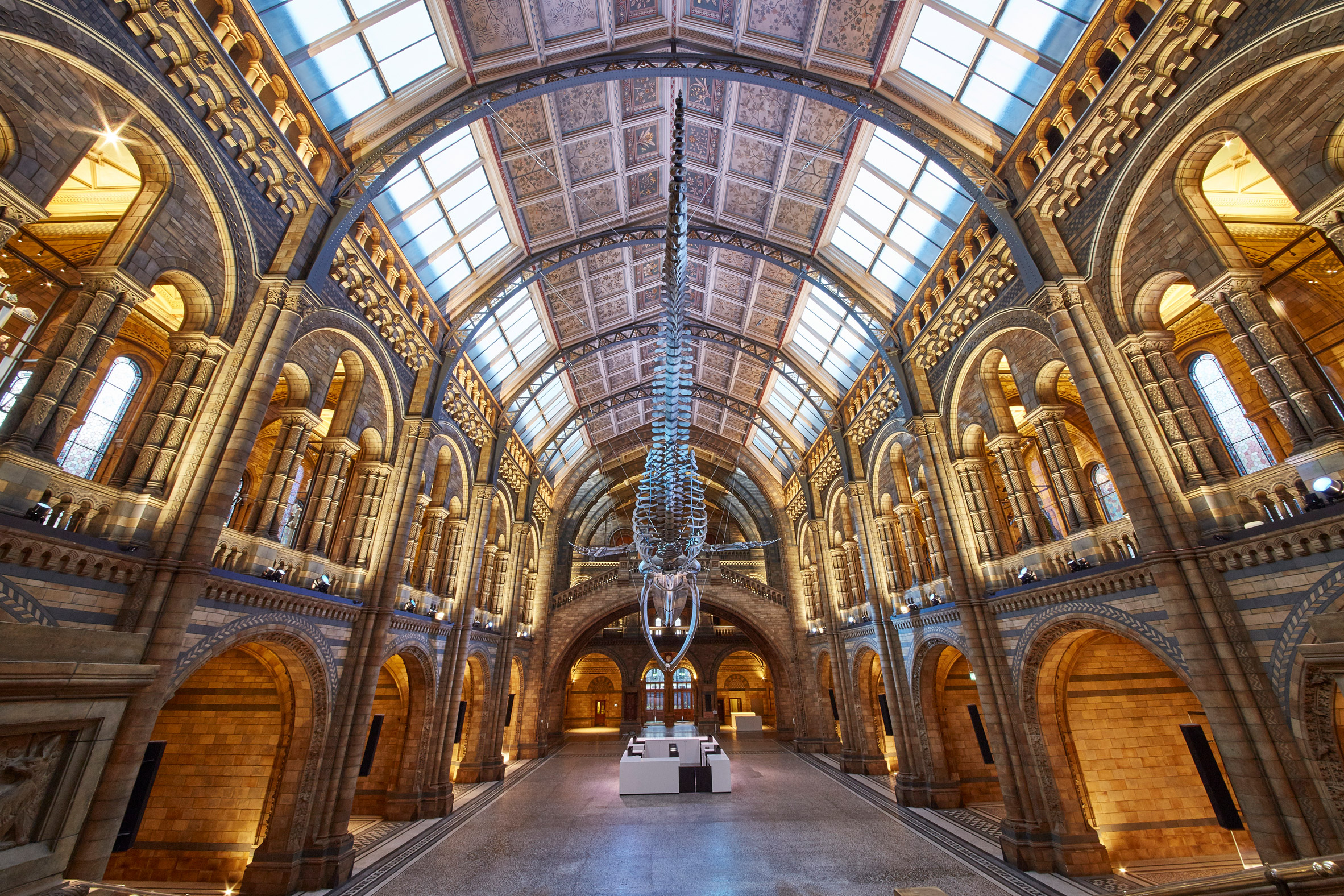 Blue whale in Hintze Hall at the Natural History Museum