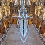 Whale skeleton suspended over information kiosk and bar in revamped Natural History Museum foyer