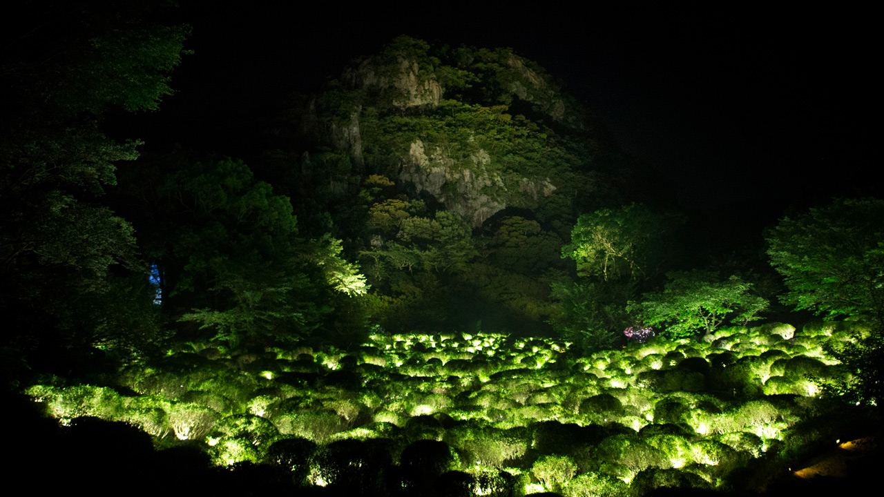 forest projection light