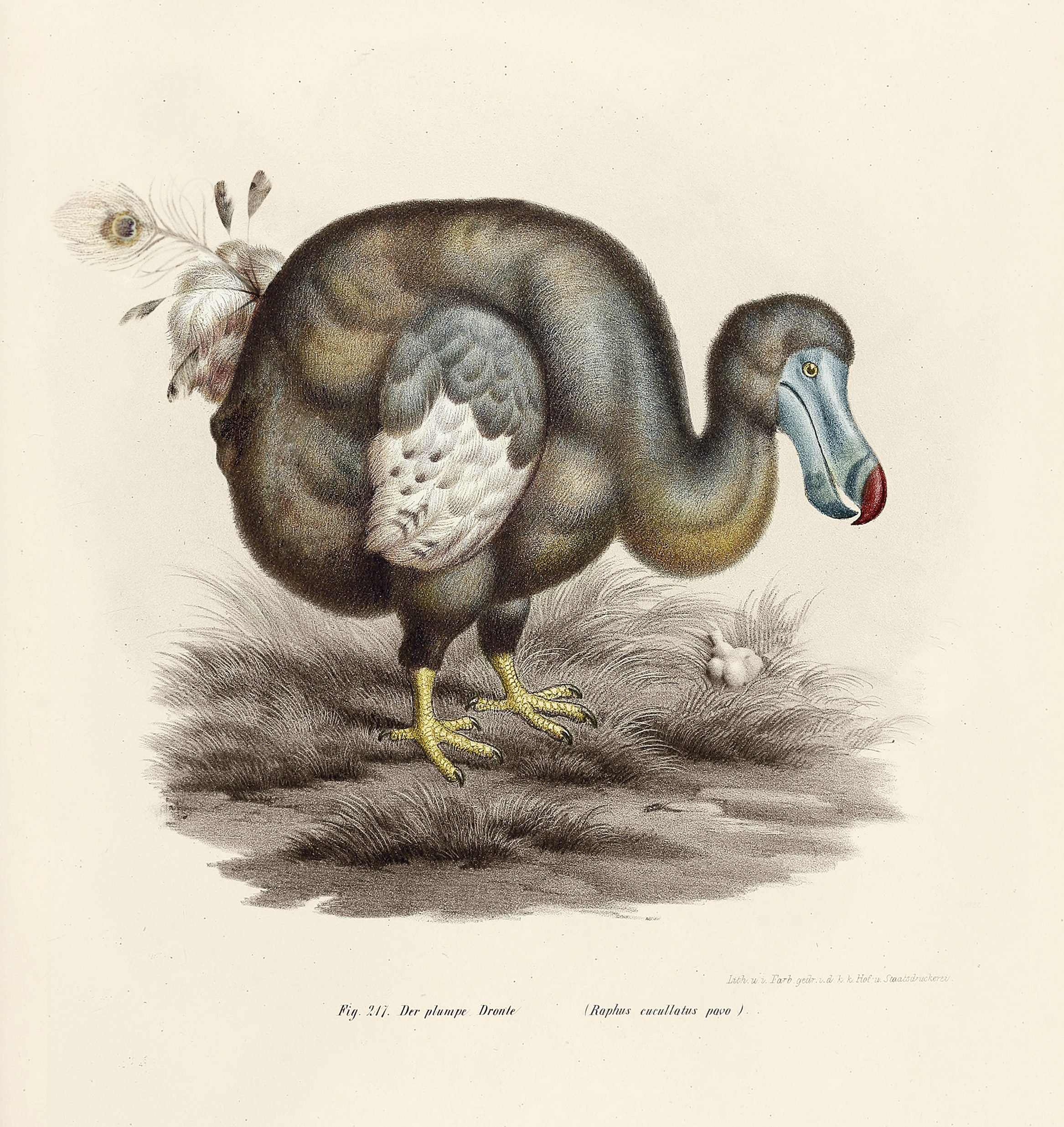 Illustrations of extinct and endangered animals  The Zoological Society of  London