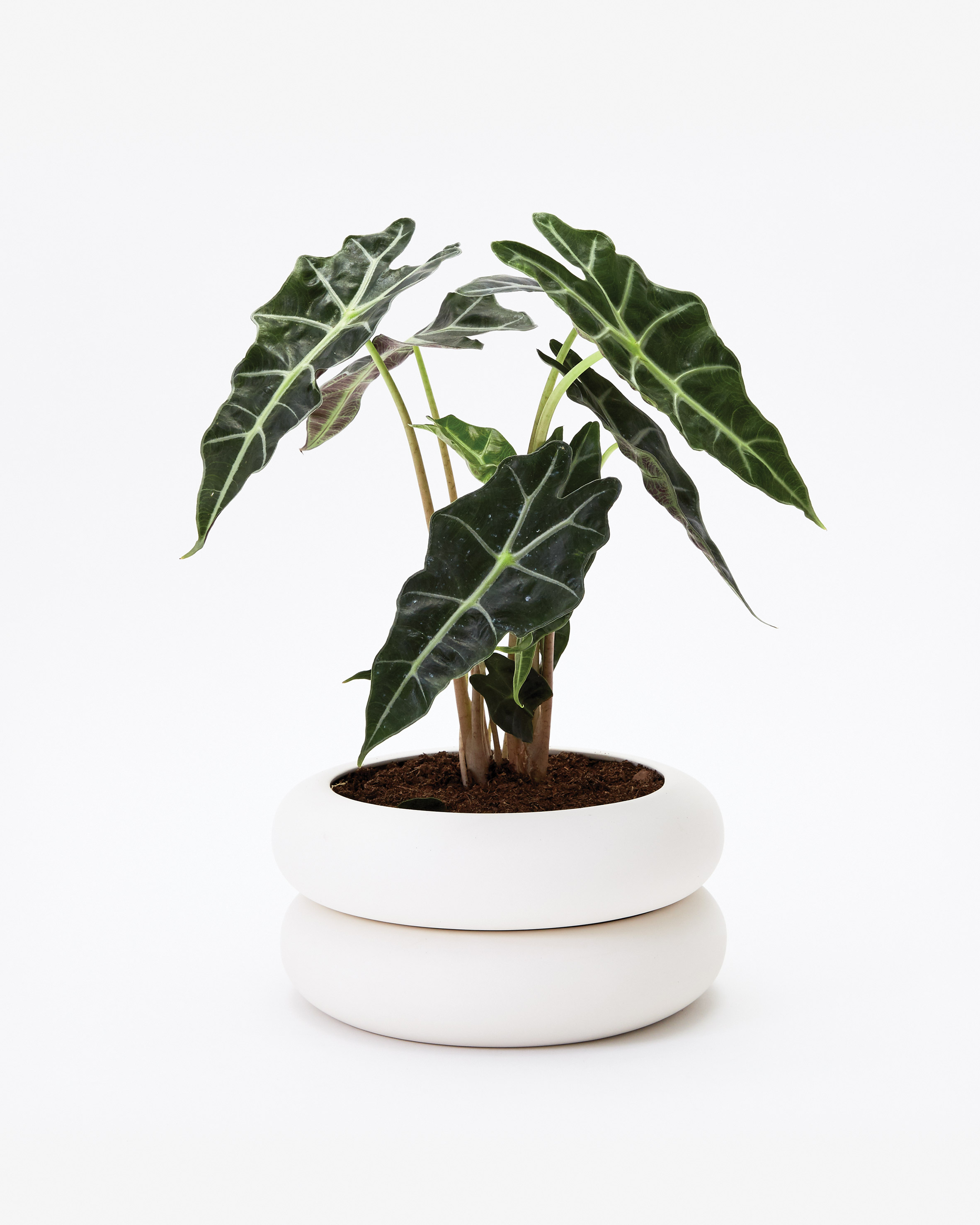 https://static.dezeen.com/uploads/2018/04/stacking-planter-chen-chen-kai-williams-design-products-brooklyn-new-york-usa_dezeen_2364_col_10.jpg