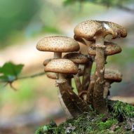 Mushrooms have the power to eat plastic say scientists