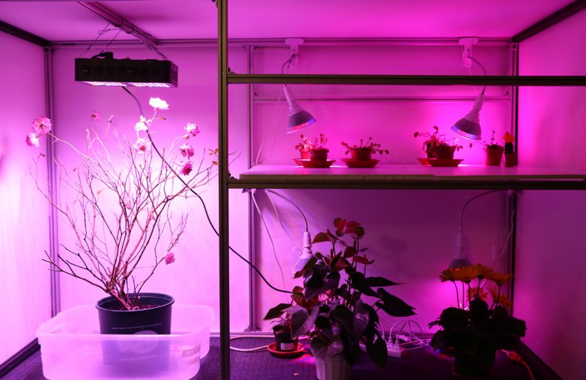 MIT "cyborg botany" researcher builds plant-robot hybrid
